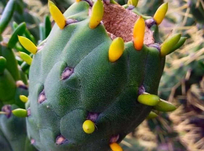 Lagarto Tenerife * Valle de Guerra