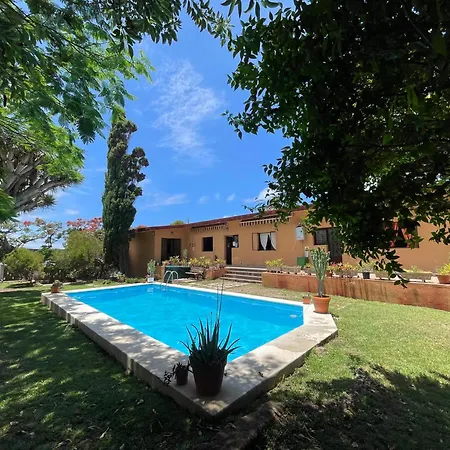 Lagarto Tenerife Valle de Guerra