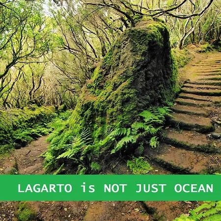 Lagarto Tenerife Valle de Guerra
