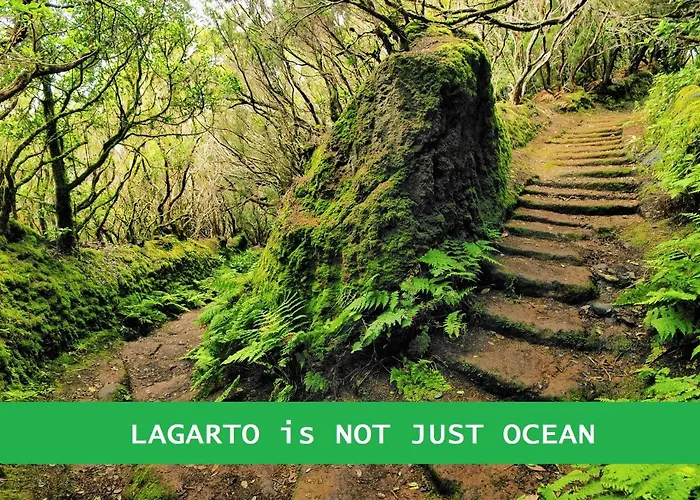 Lagarto Tenerife Valle de Guerra