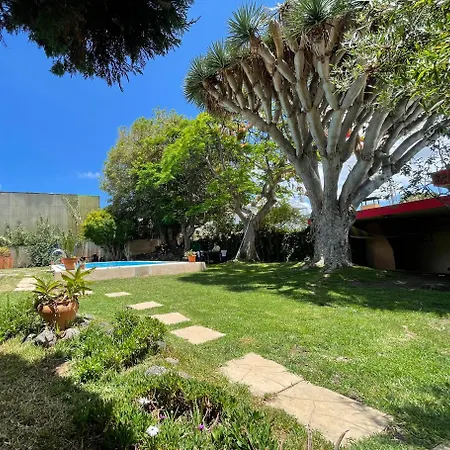 Lagarto Tenerife * Valle de Guerra